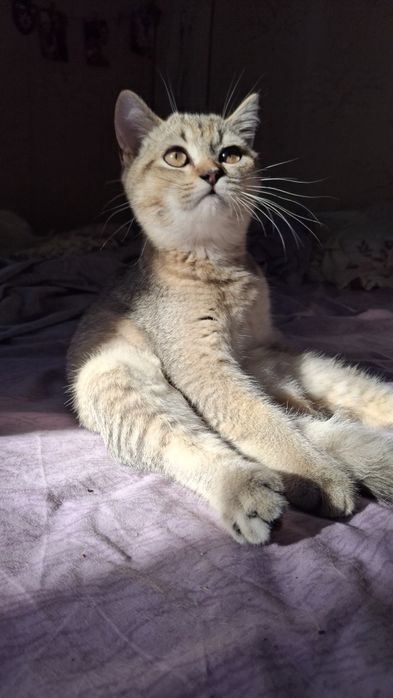 Хлопчик Шотландський тікіруваний