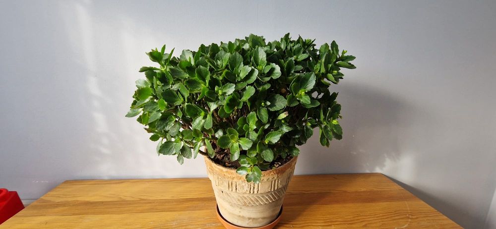 Kalanchoe-Red Orange