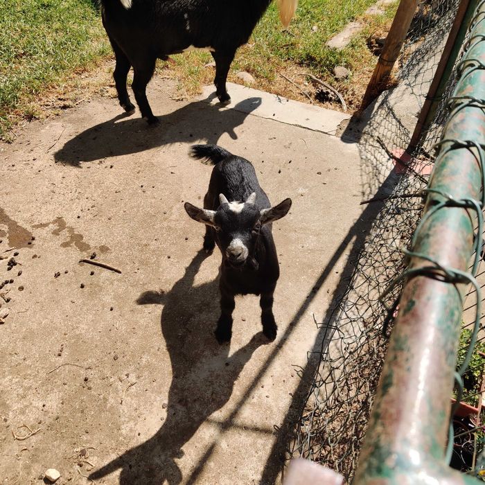 Cabrito anão macho filhote