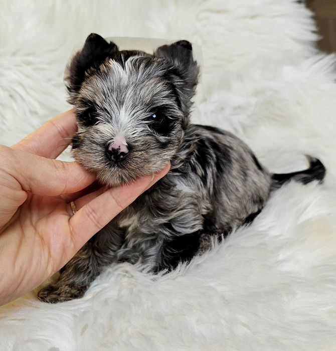 Yorkshire Terrier  Silver Merle-piesek z rodowodem