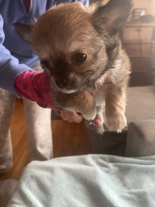 Chichuachua długowłosa suczka