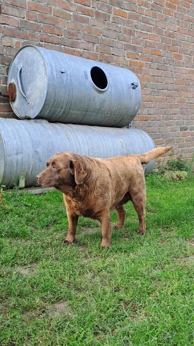 Labrador suczka  6 lat