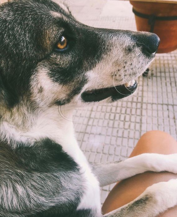 passeio de cães / dog walking - pet sitting (Massamá)
