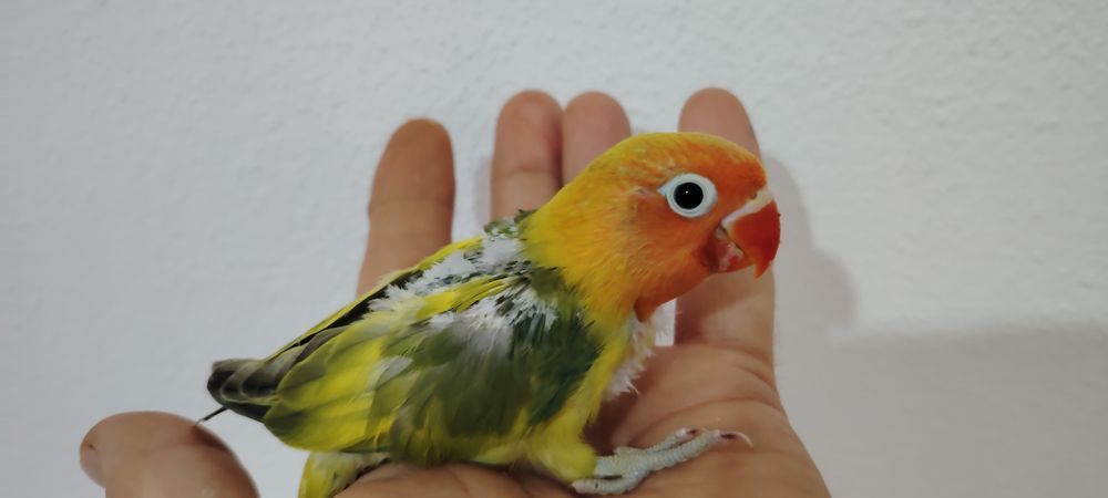 Agapórnis Fischer Opalinno.