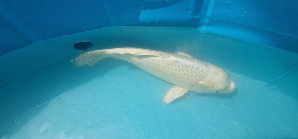 Carpa koi com 32cm