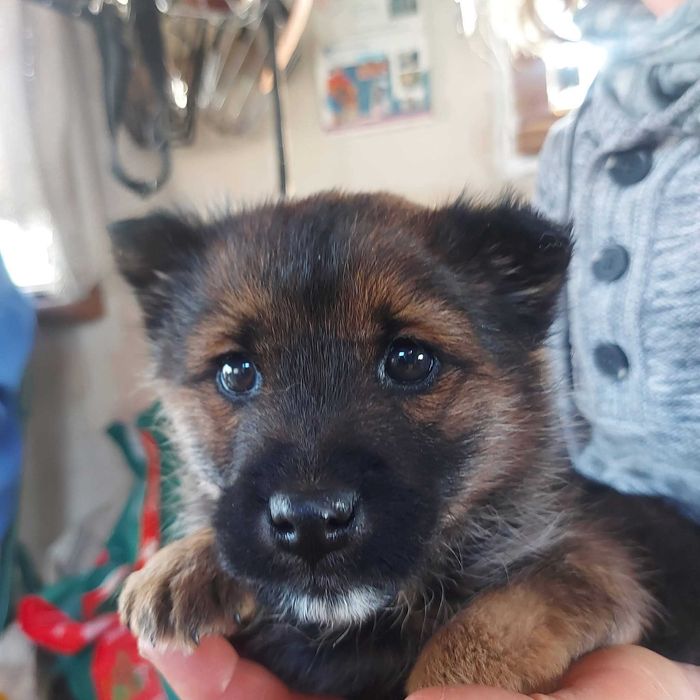 Tajga malutka suczka