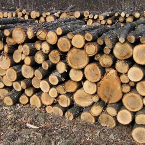 Дрова акация,дуб,ясень,с дркументами