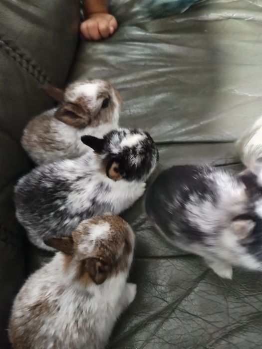 Coelhinhas mini holandês