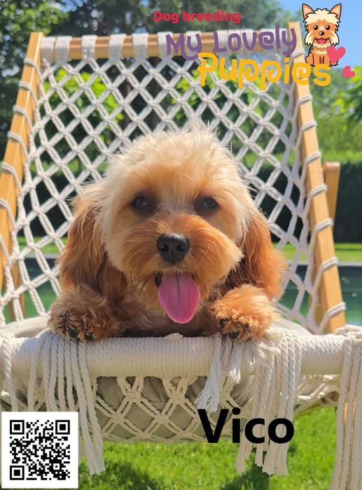 Maltipoo chłopiec Vico