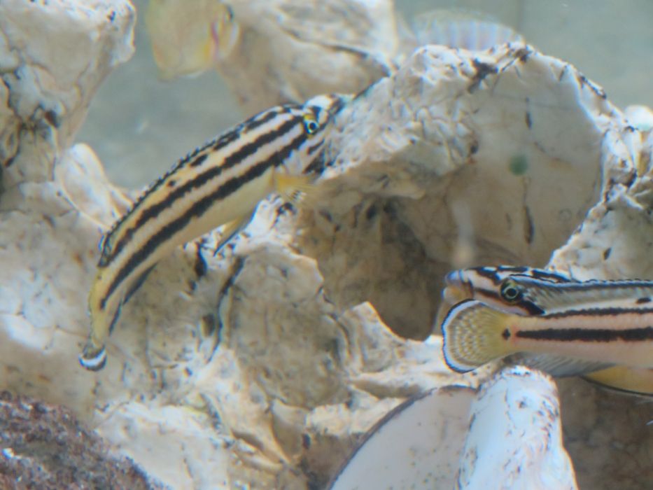 Julidochromis marksmithi tanganika 2