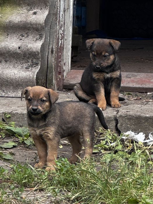 Віддам цуценят в гарні руки