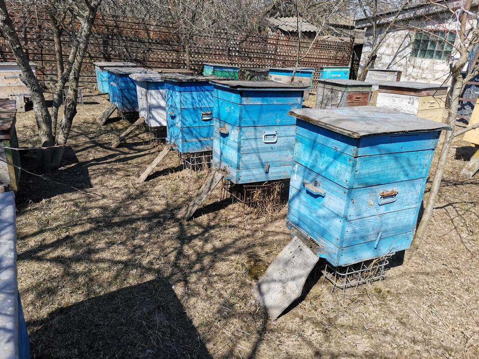 Продам бджолині сімї