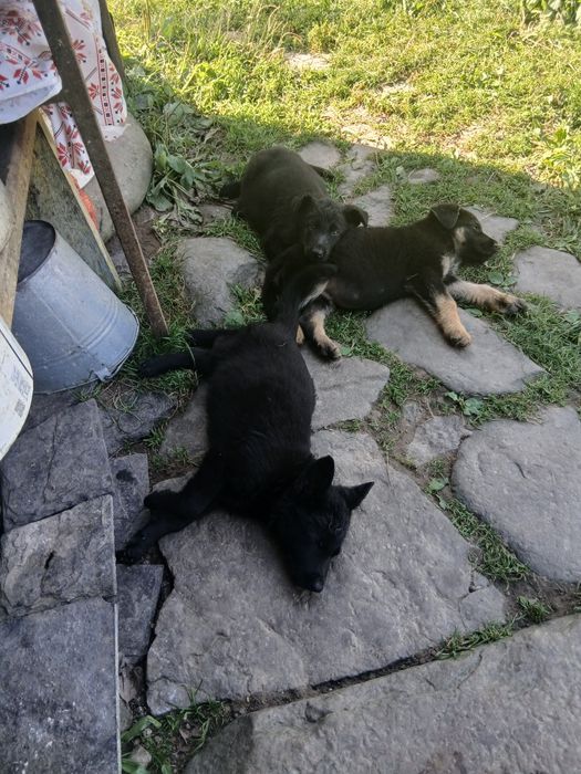 Продаються чистокровні песики