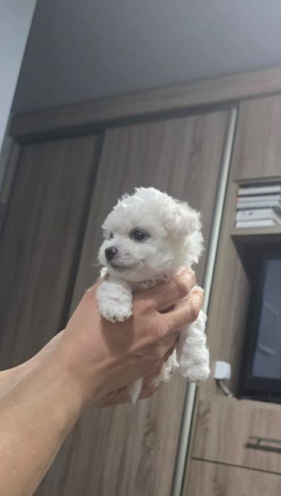 Bichon Frise mini Suczka