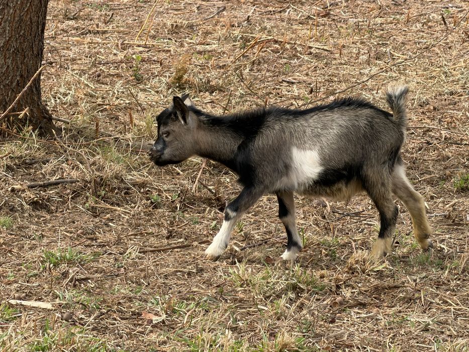Casal de cabras anas