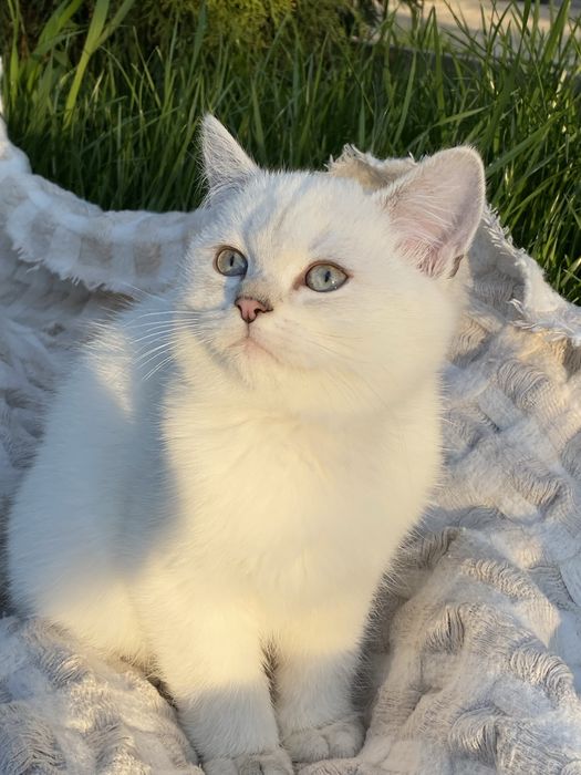 Серебристая шиншилла