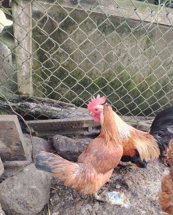 Sprzedam Parkę liliputków.