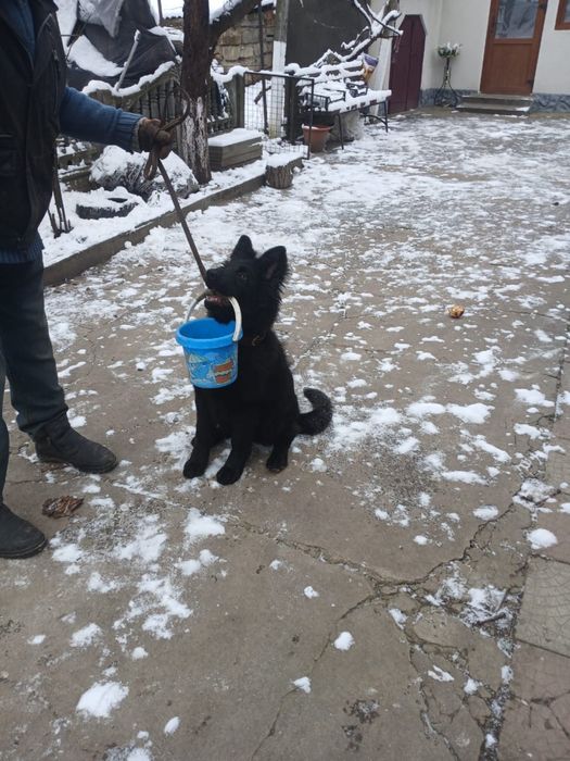 Німецька вівчарка