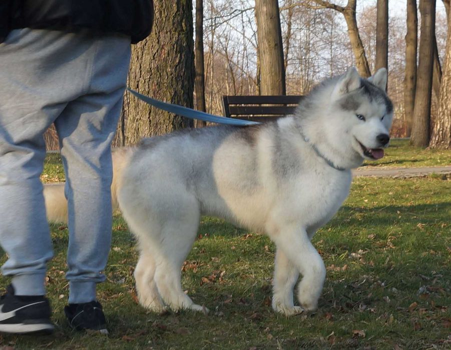 Siberian Husky/Suczka, Wybitna, ciemnooka