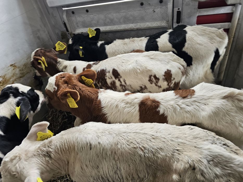 Sprzedam 6 cielaków byczki