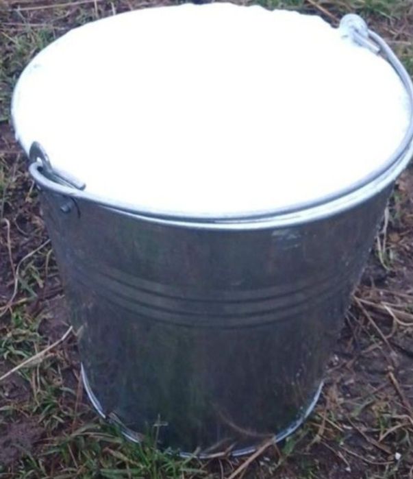 Продам породисту корову