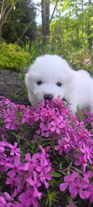 Szczeniak suczka Samoyed z rodowodem