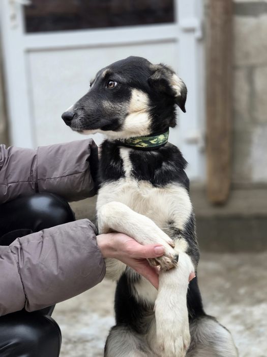 Герда, ніжна красуня, слухняна, найкраща!