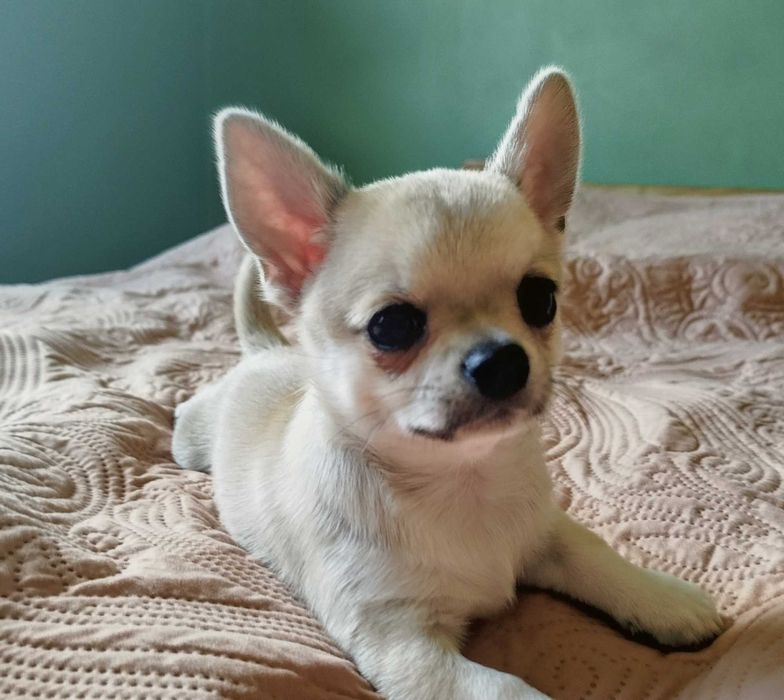 Chihuahua maleńki piesek krótkowłosy