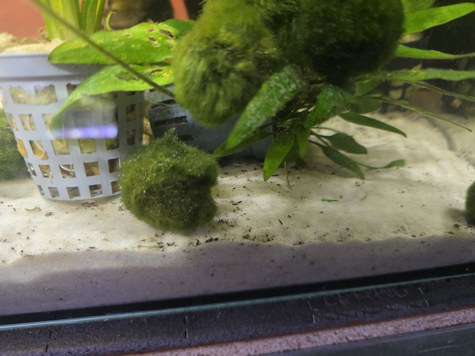 Gałęzatka - roślina akwariowa