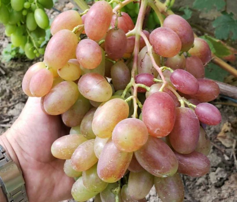 Winogron. Sadzonki doniczkowe wielkoowocowych winorośli deserowych