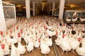 Kury nioski młode z jajkami Rosa Leghorn zdrowe piękne kurki.ZAPRASZAM