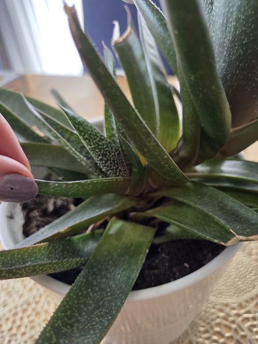 2Gasteria sukulent