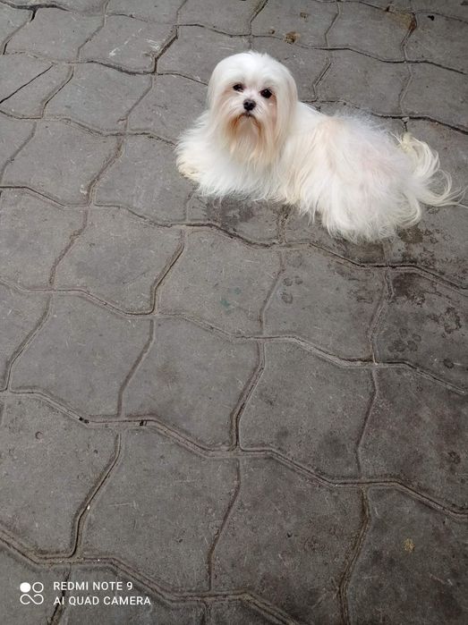 Мальтезе на вязку