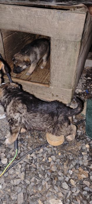 Віддам в хороші руки цуценя, песика