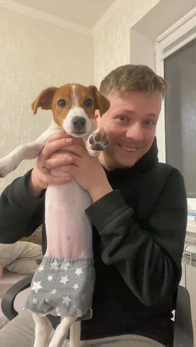 Ищу кобеля для вязки Джек Рассел Терьер