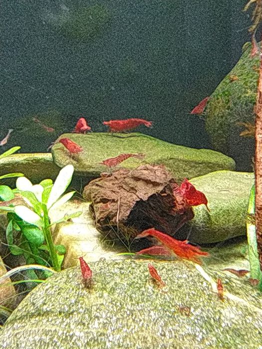 Neocaridina Red Cherry&Sakura Krewetki Akwariowe
