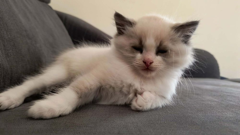 Ragdoll piękne Ragdoll