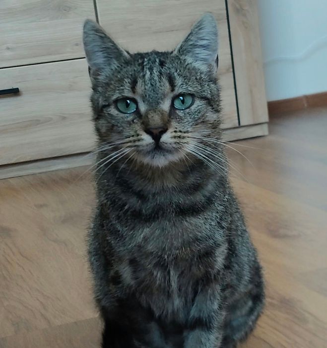 Chmurka kicia szuka rodziny