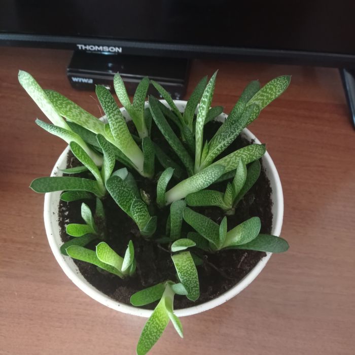 GASTERIA PILANSII kwiat doniczkowy