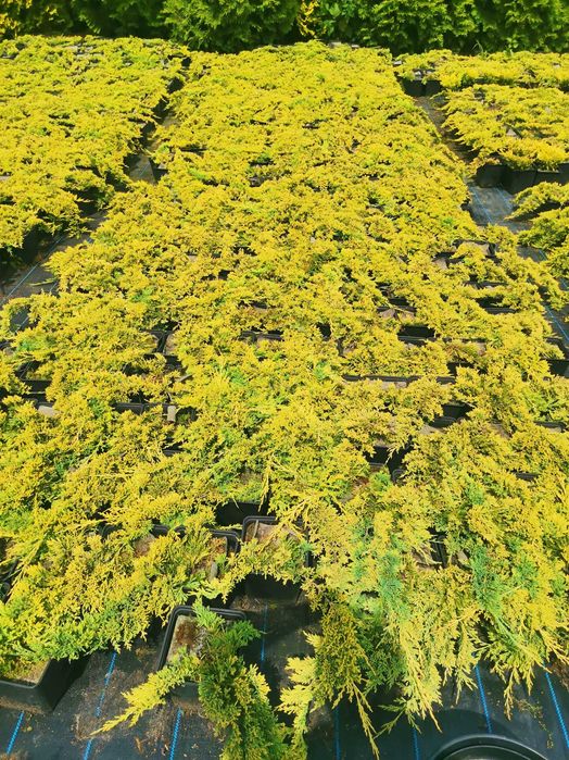 10x Złoty Jałowiec Płożący Golden Carpet 4 letni