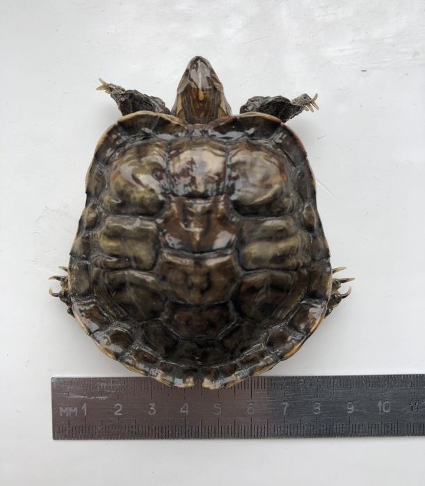 Черепаха засушена