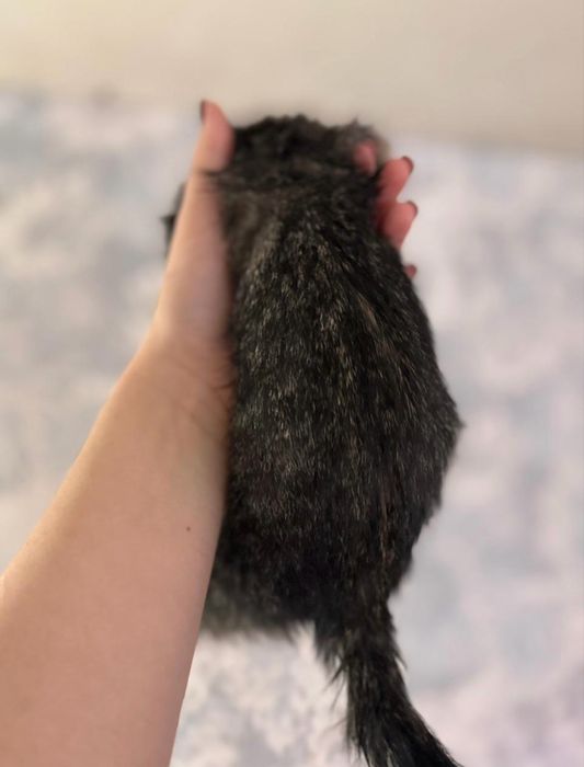 Кошенятка в добрі руки