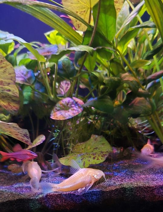 Kirys albinos oddam !