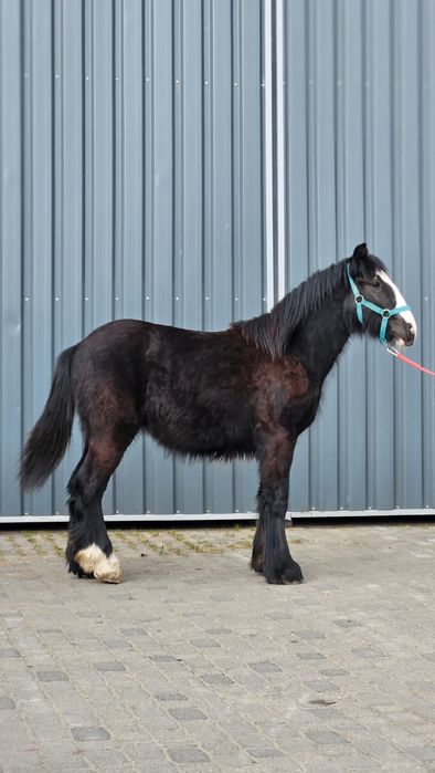 Wałach Tinker irish cob gypsy cob