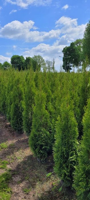 Tuja Smaragd 120 cm tuje 140 laurowisnia szmaragd 100 brabant łódz