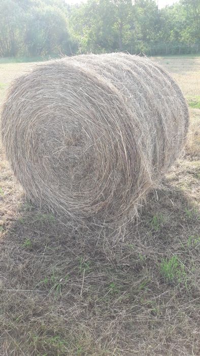 Sianokiszonka,bele siana zamienię lub sprzedam