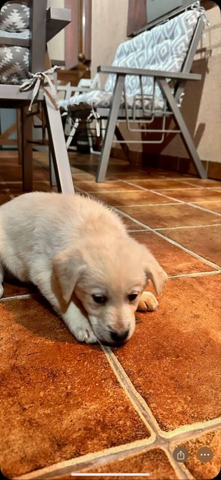 Придбайте грайливих лабрадорчиків