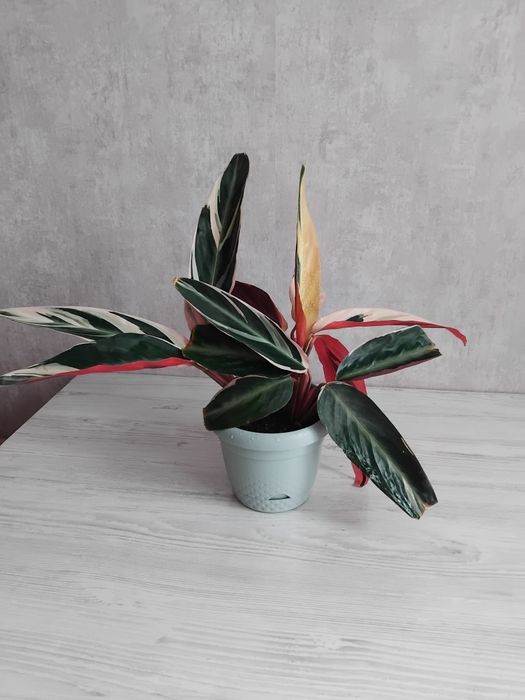 Продам  Строманту