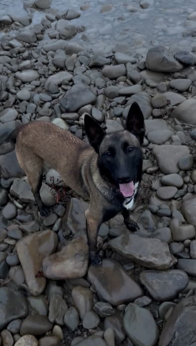 Малінуа. Бельгійська вівчарка