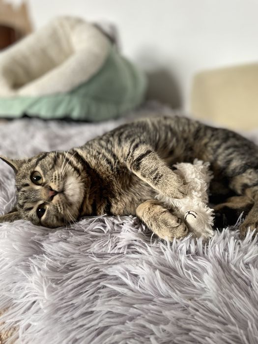 Котенок мальчик в добрые руки